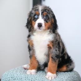 Jalapeño - Blue merle female Bernedoodle puppy in Dundee, Ohio from Down Home Doodle