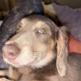 Lilo - Dachshund