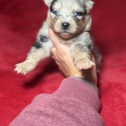 Mabel - Merle female Pomsky puppy in Coos Bay, Oregon from Ocean View Pomskies