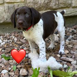 German Shorthaired Pointer Puppies from Tipsy Rabbit GSP TopDog Kennel