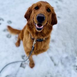 Golden Retriever puppies from The Golden Life