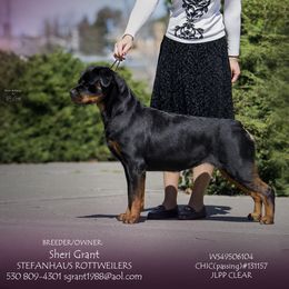 Rottweilers from Stefanhaus Rottweilers