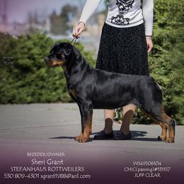 Rottweilers from Stefanhaus Rottweilers
