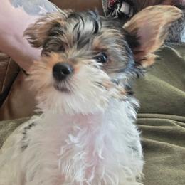 Nugget - Parti male Yorkshire Terrier puppy in San Angelo, Texas from Eleventyseven Yorkies