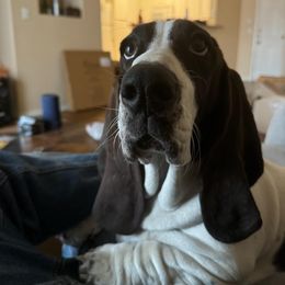 Basset Hound Puppies from Howlin Hounds