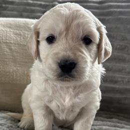 Teal - Light golden female Golden Retriever puppy in Modesto, California from Rooster Valley Golden Retrievers