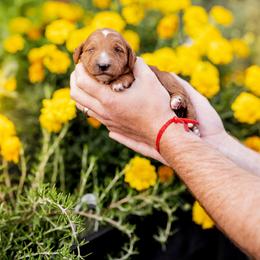 Red girl - Red  female Goldendoodle puppy in Damascus, Oregon from Emma Doodles