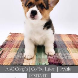 Java - Black and tan male Pembroke Welsh Corgi puppy in Pine Village, Indiana from NL Horsemanship
