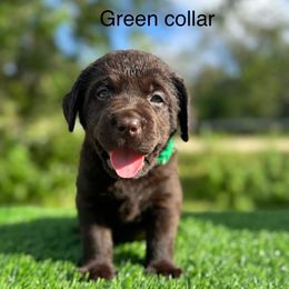 Green collar - Chocolate male Labrador Retriever puppy in Brooksville, Florida from Lonestar Labradors C&E