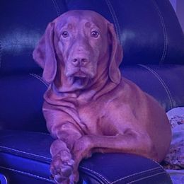 Vizslas from Dollys Rust Red Vizslas