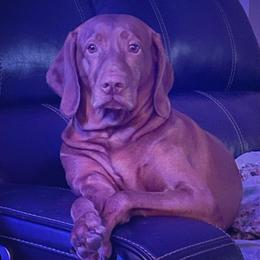 Vizslas from Dollys Rust Red Vizslas