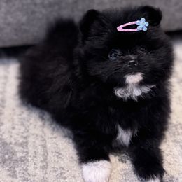 Pomeranian Puppies from Pomeranian experts