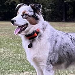 Australian Shepherds from Hub City Aussies