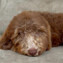 Sleepy - Brown and white female Aussiedoodle puppy in Denton, Maryland from Royal Conron Doodles