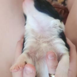 Boy 2 - male Border Collie puppy in Powder Springs, Georgia from Snowbird Border Collies