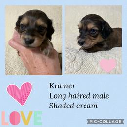Dachshund Puppies from JB Doxies