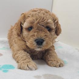 Max - Apricot male Poodle puppy in Kannapolis, North Carolina from Carolina Great Danes & Toy Poodles