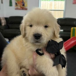 Boy 4 - Golden male Golden Retriever puppy in Edgerton, Wisconsin from ERSA Acres Golden Retrievers...limited registration only offered