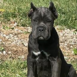 Cane Corso and Yorkshire Terrier Puppies from Exotic Yorkie Imports & Cessna Cane Corso