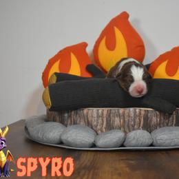 Australian Shepherd Puppies from Starlit Grove Australian Shepherds