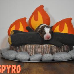 Australian Shepherd Puppies from Starlit Grove Australian Shepherds
