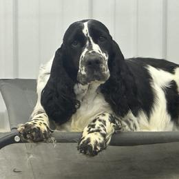 Sprinkles - English Springer Spaniel
