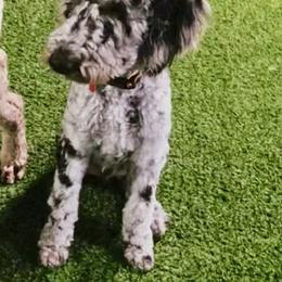 Bronco - Goldendoodle