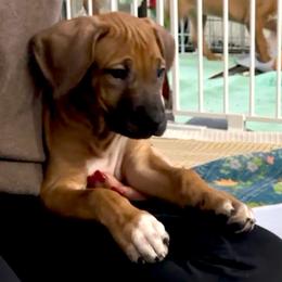 Boy 1 - male Rhodesian Ridgeback puppy in Orlando, Florida from The Realm