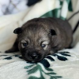 Fluffy - Wolf sable male Pomsky puppy in Doon, Iowa from Luxury Pomsky