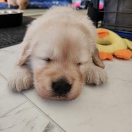 Golden Retriever Puppies from Sugarloaf Golden Retrievers (Formerly Vixena Golden Retrievers)
