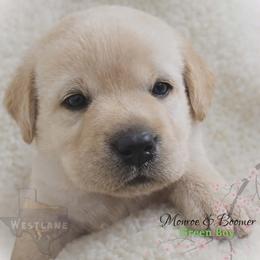 Green boy - Yellow male Labrador Retriever puppy in Nacogdoches, Texas from Westlane Dogs