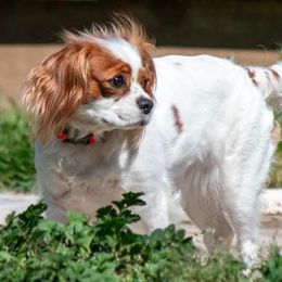 Fiona - Cavalier King Charles Spaniel