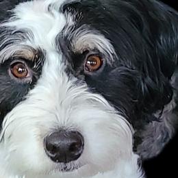 Starlit - Bernedoodle