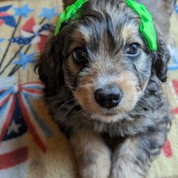 Bernedoodle Puppies from Puppies by Piper