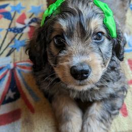Bernedoodle Puppies from Puppies by Piper