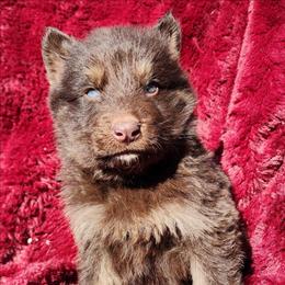 Rasin - Liver male German Shepherd puppy in Los Lunas, New Mexico from Mali's German Shepherds