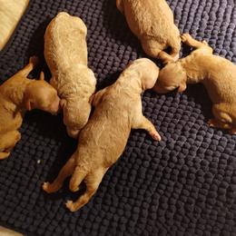 Poodle Puppies from Grace Colt Farms