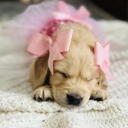 Golden Retriever Puppies from Golden Bunns Retrievers