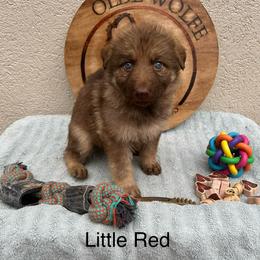 Red Collar Girl - Sable female German Shepherd puppy in Columbus, Mississippi from Olde Wolfe German Shepherds