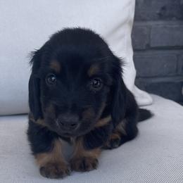 Scarlet - Black and tan female Dachshund puppy in Aurora, Colorado from Ozge's Dachshunds