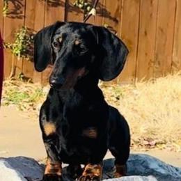 Bowen - Black and tan male Dachshund puppy in La Pine, Oregon from RoseDox Dachshunds