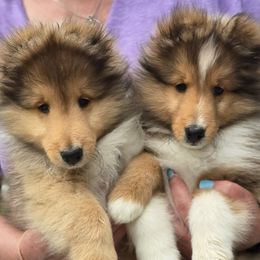 Shetland Sheepdog puppies from Trio Shelties