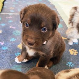 Pink - Red tri-color male Australian Shepherd puppy in Camp Verde, Arizona from Diamond Pines Farm