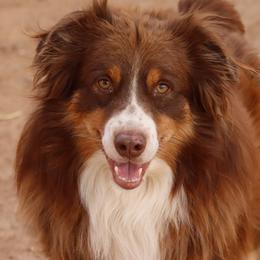 Australian Cattle Dogs, Australian Shepherds, Miniature Australian Shepherds, and Pembroke Welsh Corgis from Soqui Ortiz Cattle Ranch