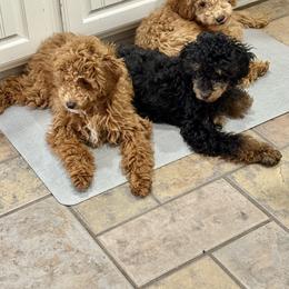 Poodle Puppies from Wanda Burton