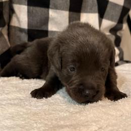 Orange- Charcoal - Charcoal male Dilute Retriever puppy in Marion, Illinois from Summer Lovin’ Labradors of Southern Illinois