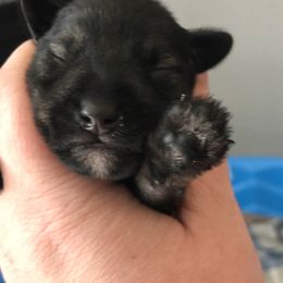 Miniature Schnauzer Puppies from Krystle's Miniature Schnauzers