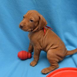 Vizsla Puppies from Summit Vizsla (we can deliver to you)