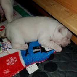 Boston Terrier and French Bulldog Puppies from Freedom Bostons