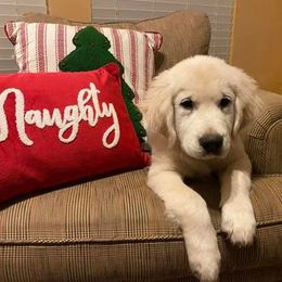 Golden Retriever Puppies from Golden Dust Retrievers